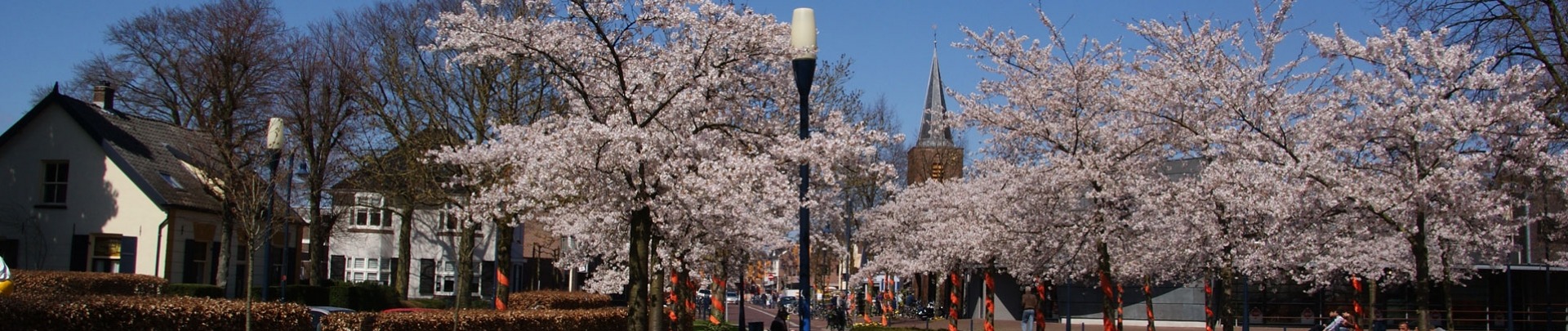 Fruitbomen met kerktoren op de achtergrond